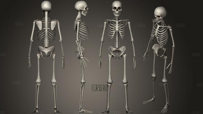 Human Bones Set5 3d stl модель для ЧПУ